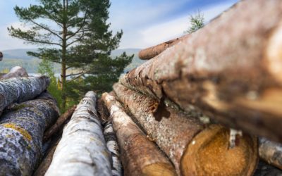 What’s Keeping Lumber Industry Giants Up at Night?